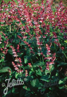 Salvia (Salie) napifolia [Baby Blue]